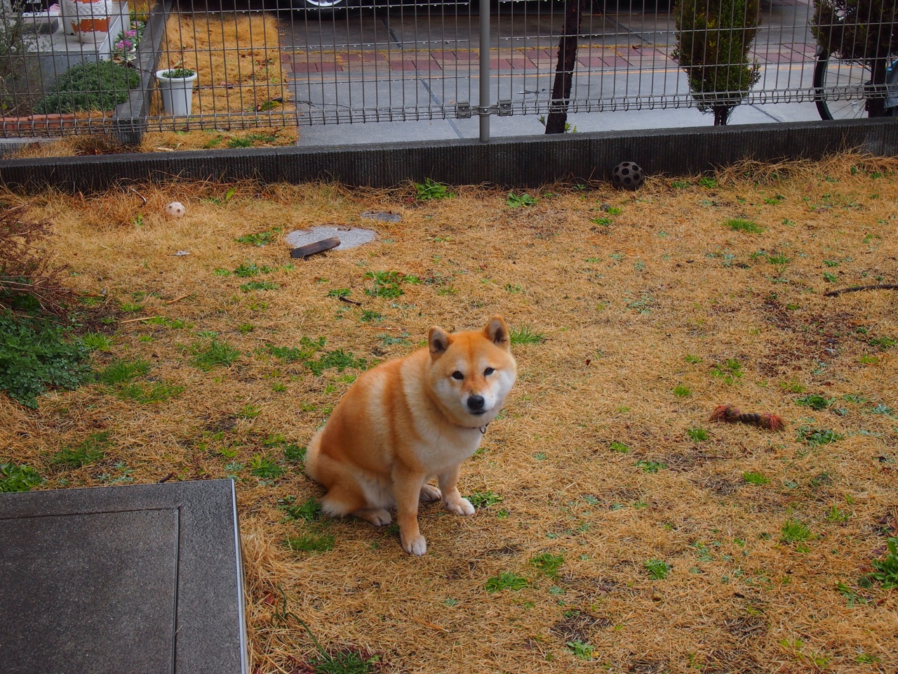 魔术翻盘鹈鹕，锡安·威廉姆森如何成为关键先生